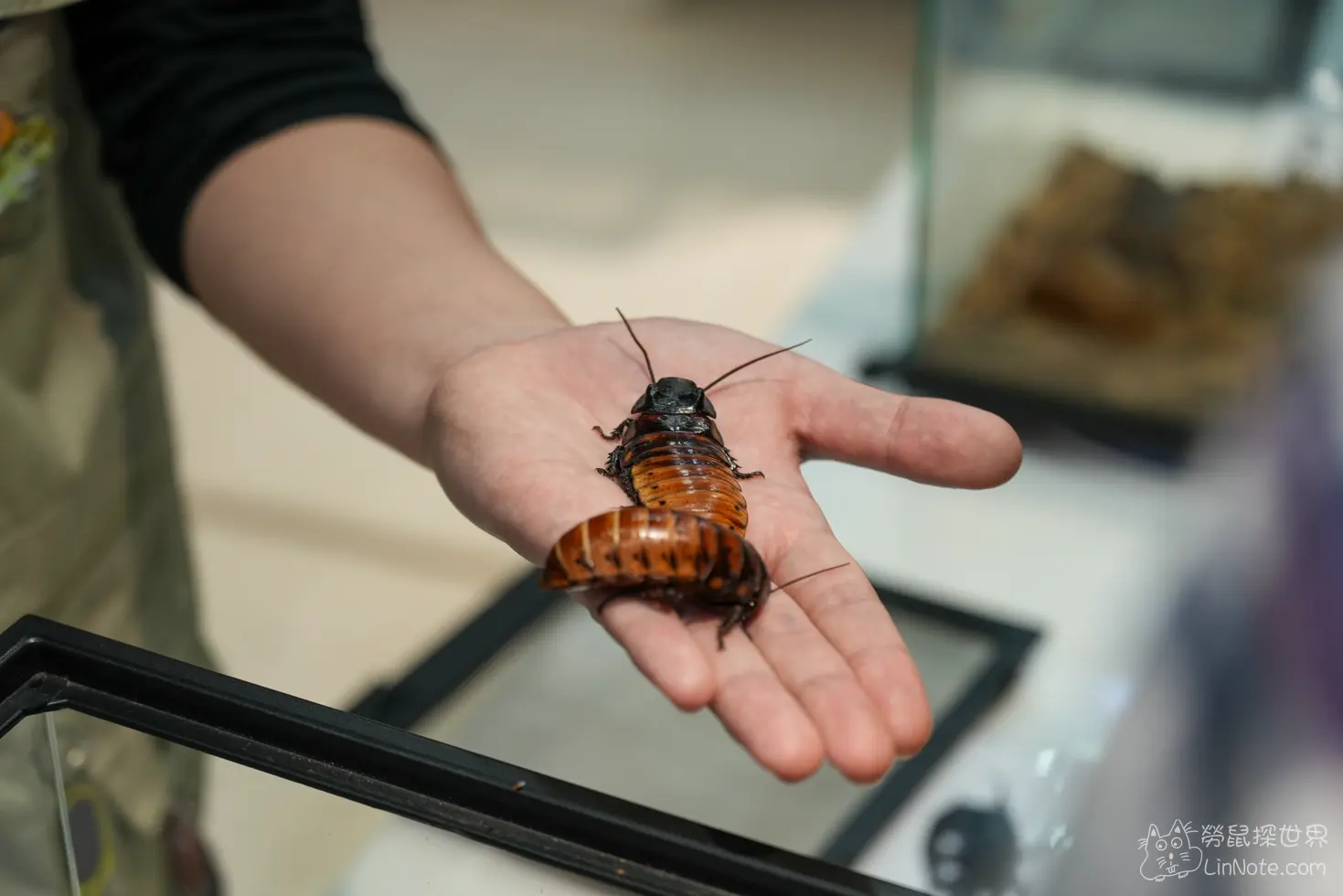 Ncyu insect museum 51