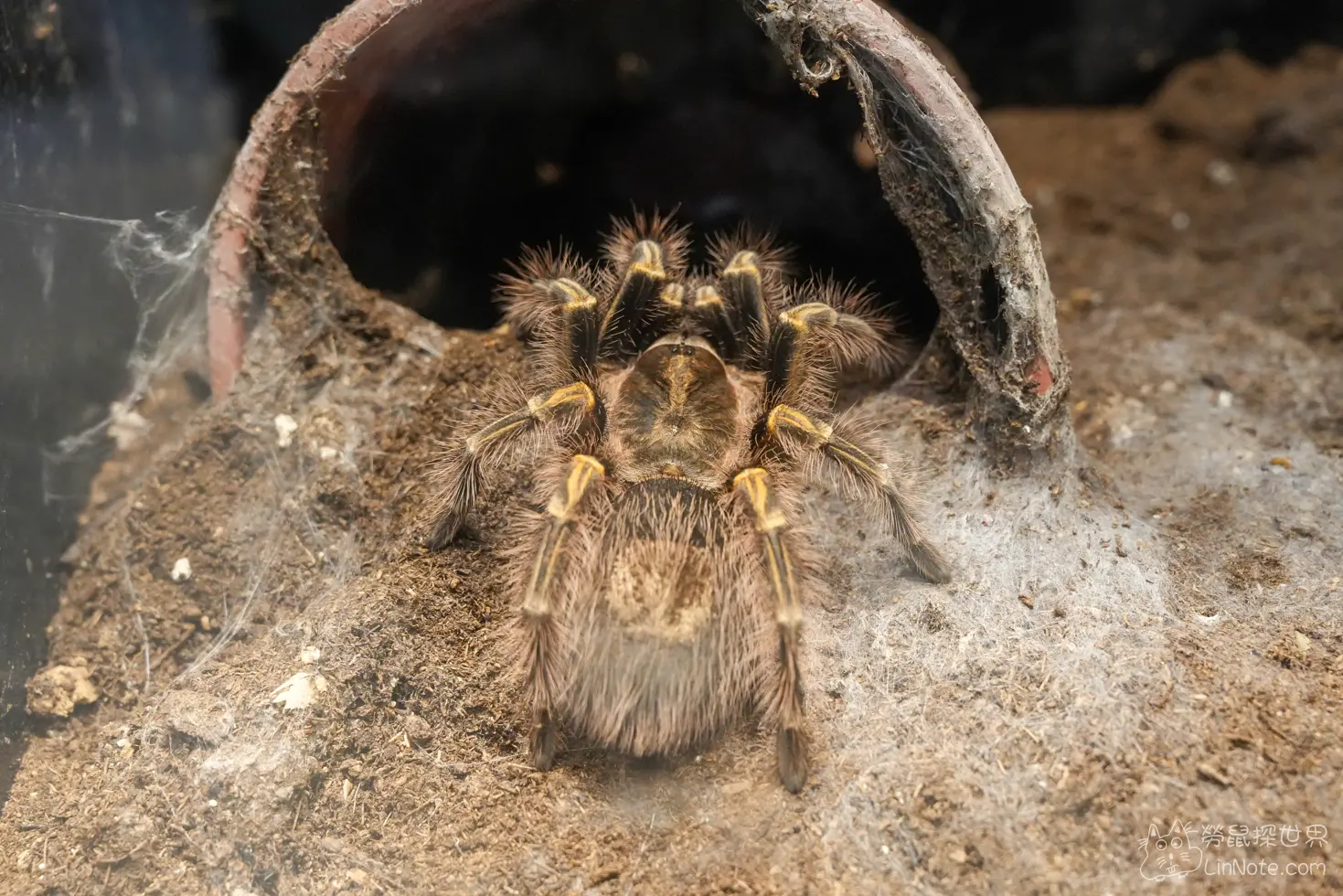 Ncyu insect museum 54