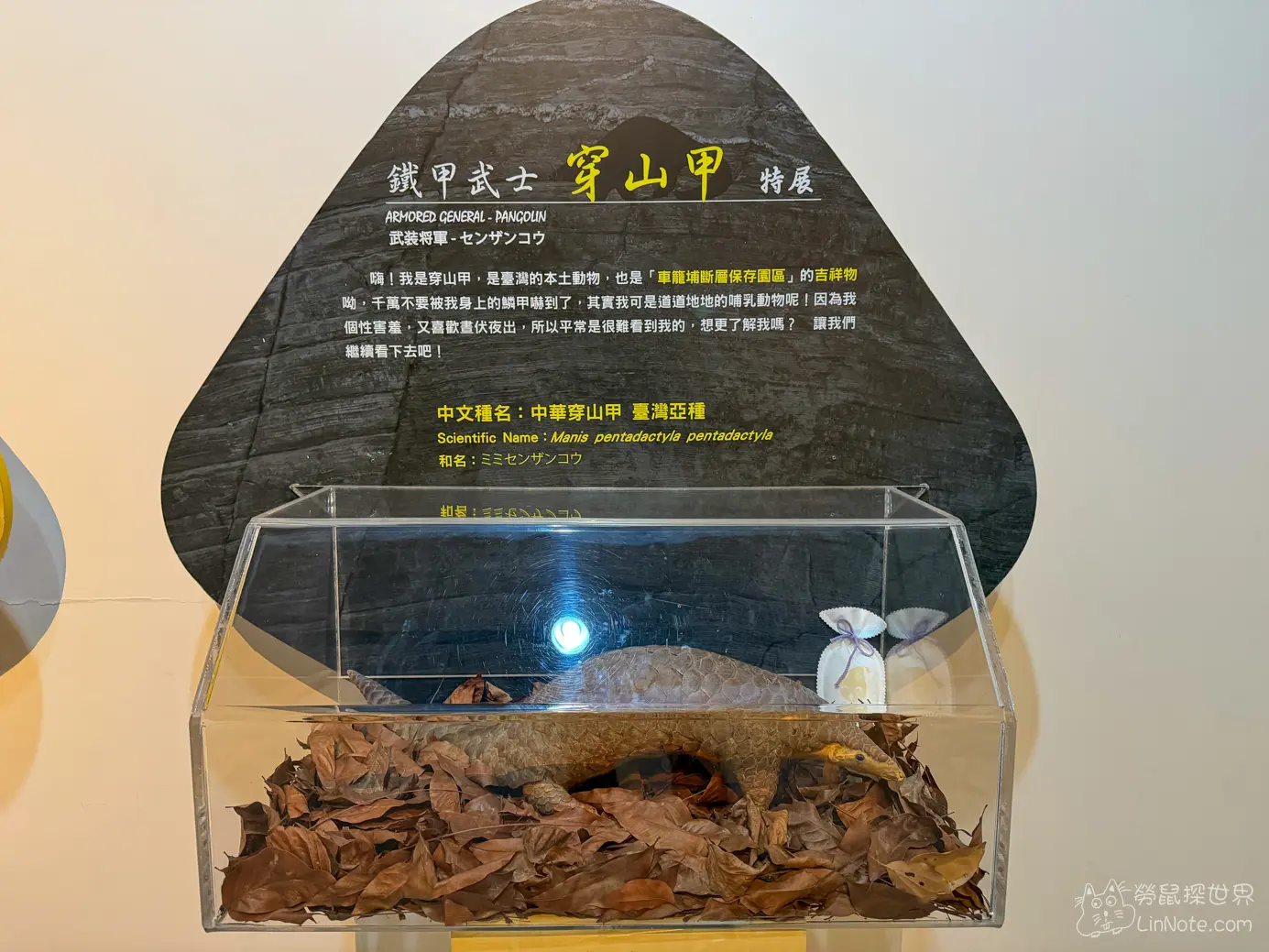 鐵甲武士穿山甲特展標本展示箱與多語解說牌