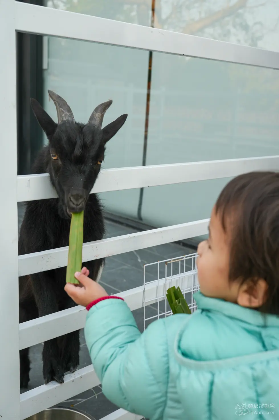 動物區白色圍欄前拿著牧草餵食黑山羊的畫面