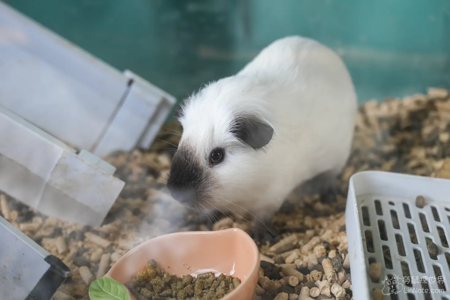 鋪滿木屑的飼養箱內黑白相間的天竺鼠與飼料碗